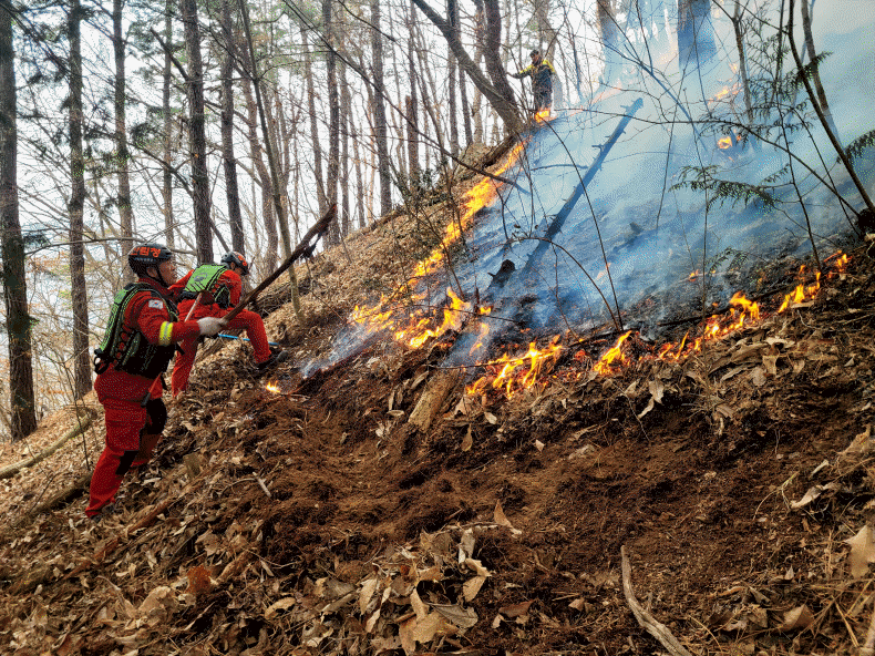 사진 제공 산림청