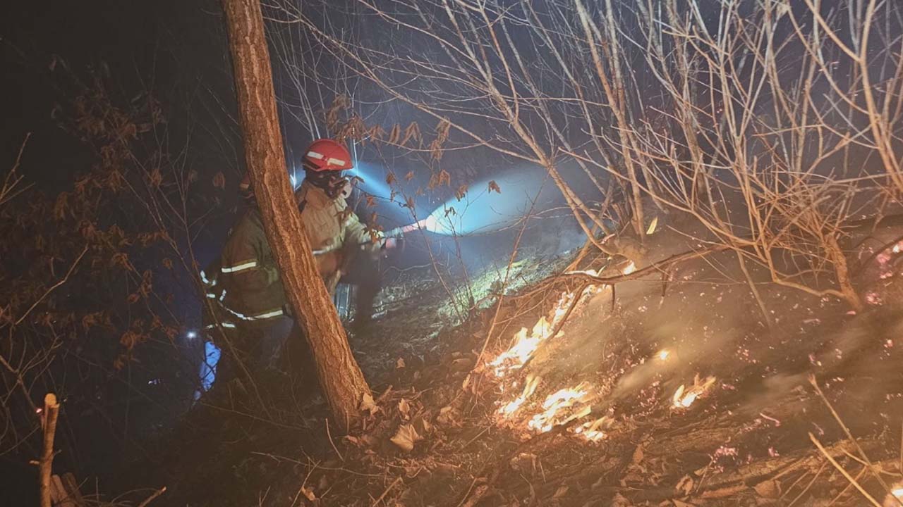 사진 제공 산림청