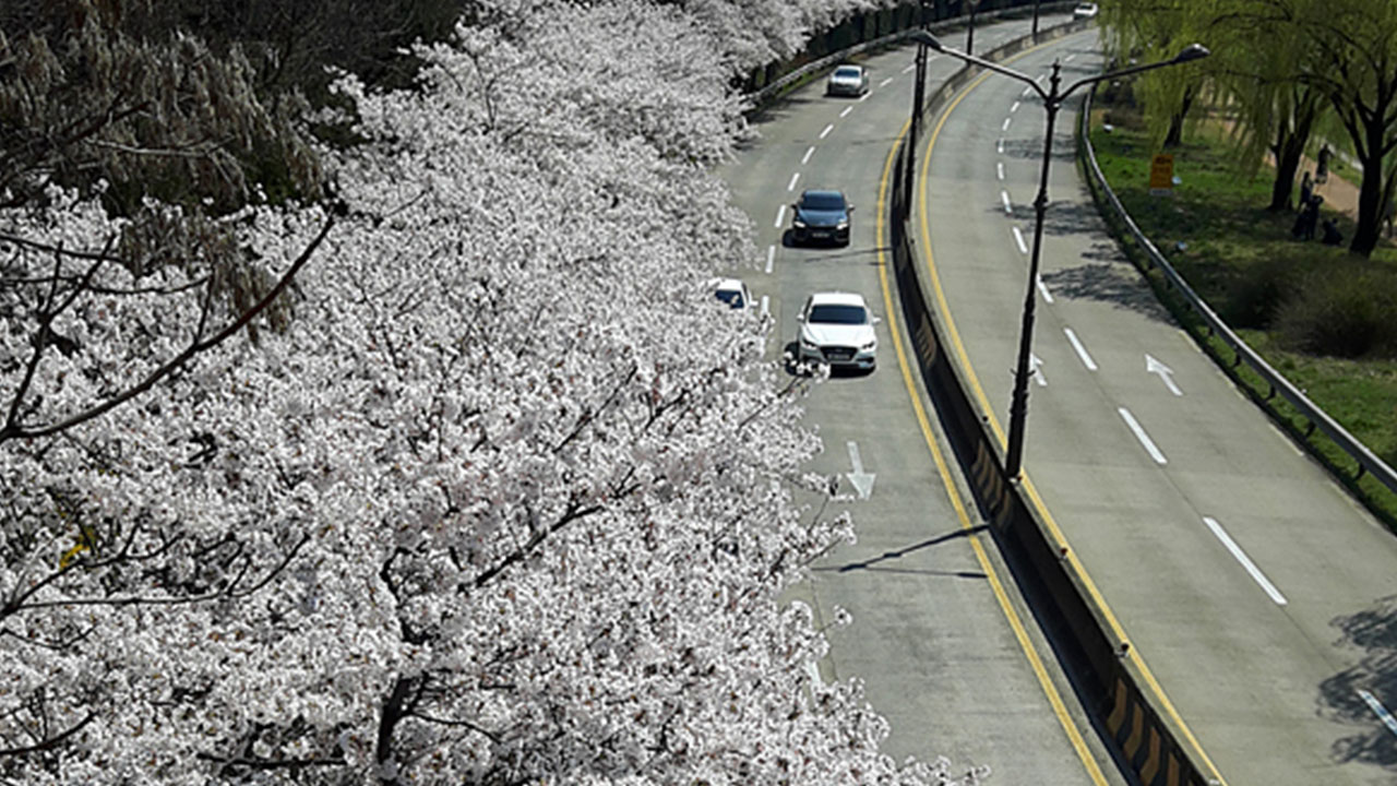 꽃보라동산 (사진 제공 대구시)