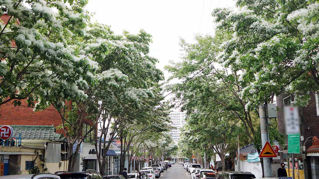 사진 제공 대구시