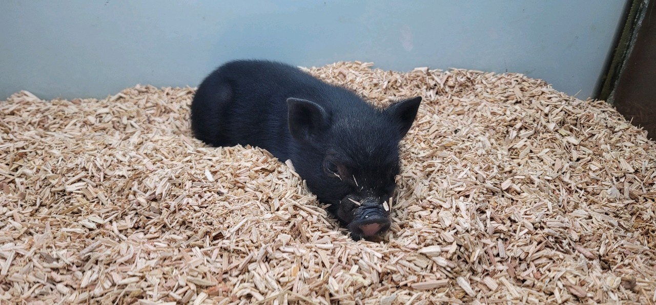 사진 제공 대현동 이슬람사원 건립 반대 비대위