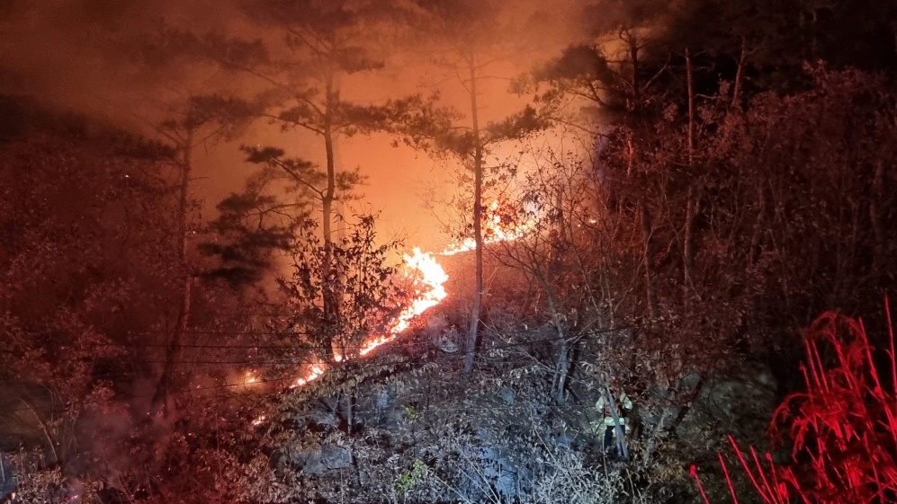 사진 제공 산림청