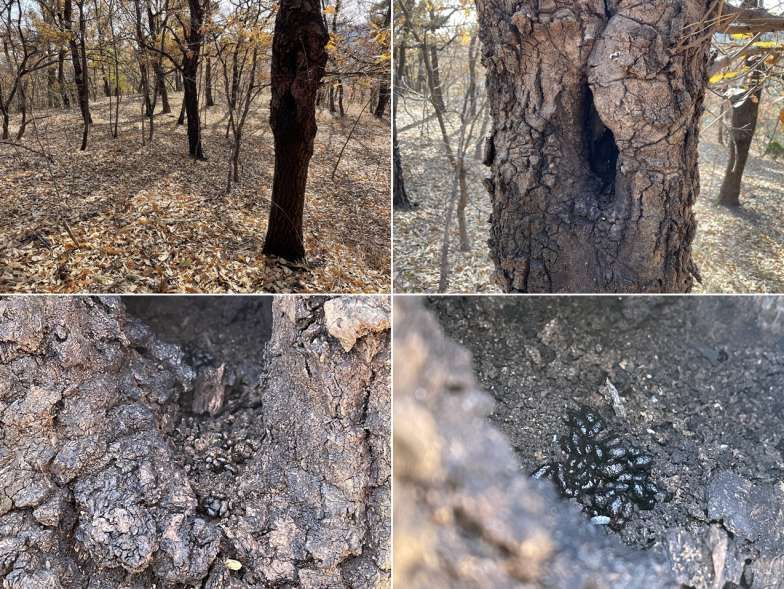 사진 제공 팔현습지 시민생태조사단