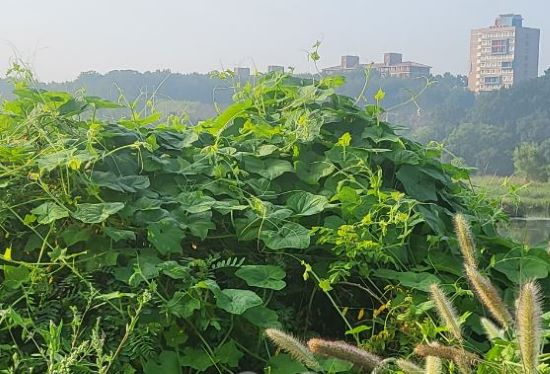 가시박 (사진 제공 대구지방환경청)