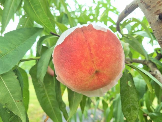 사진 제공 경상북도