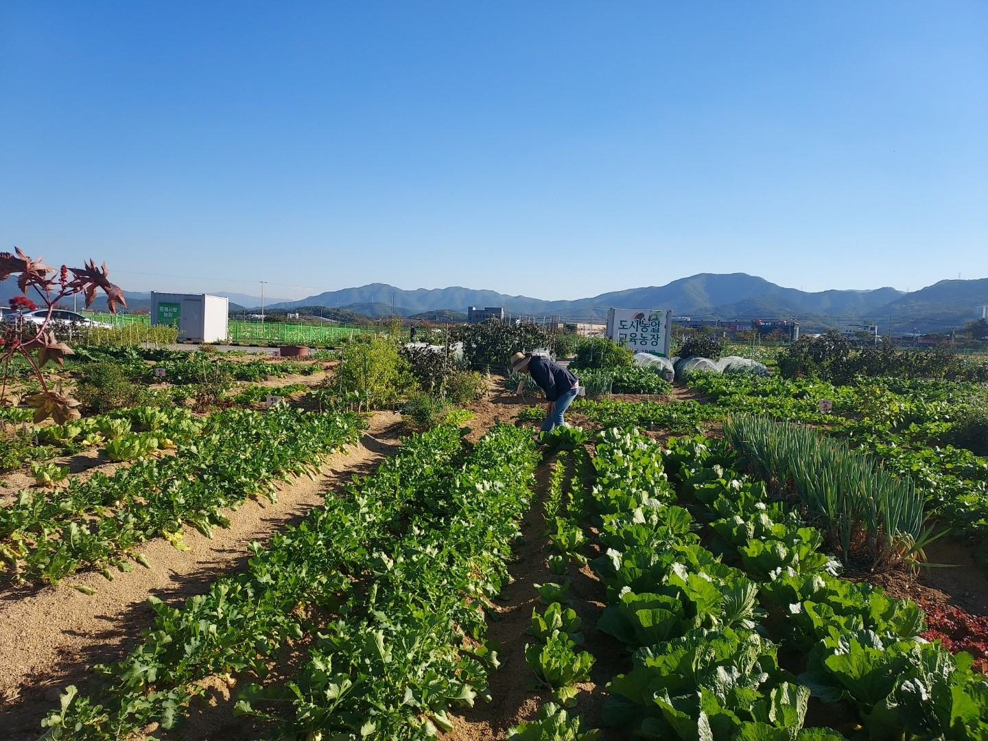 사진 제공 대구 군위군