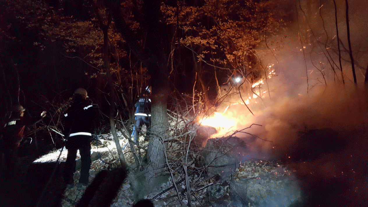 사진 제공 산림청