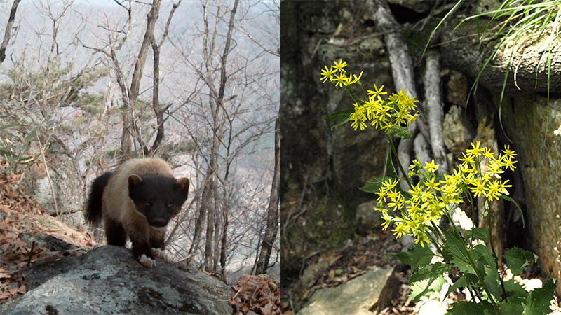 사진 제공 팔공산국립공원서부사무소