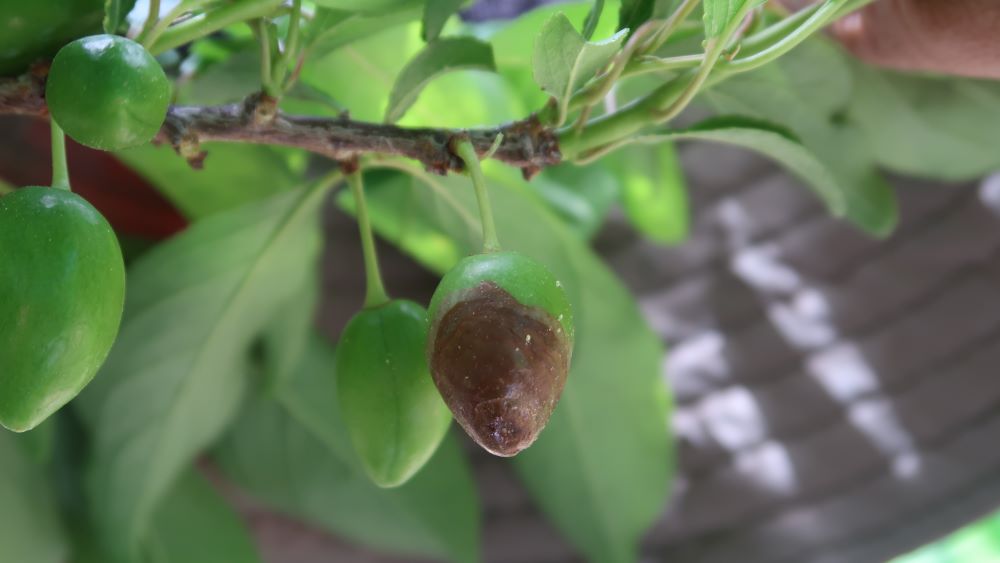 사진 제공 경상북도 농업기술원