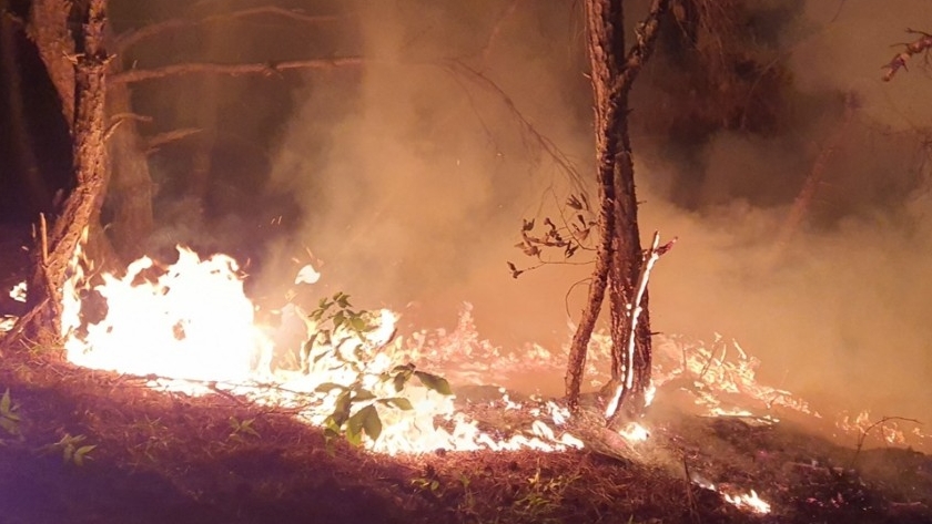 사진 제공 산림청