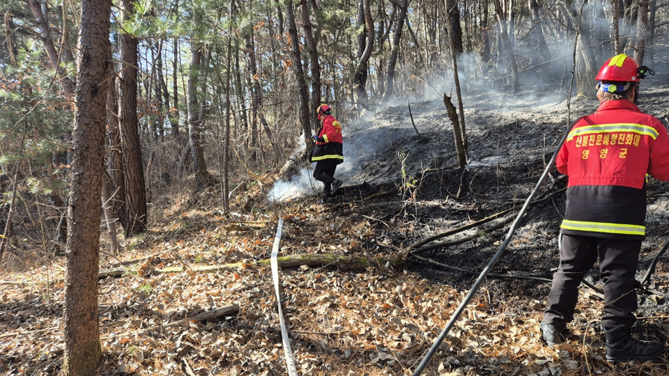 사진 제공 산림청