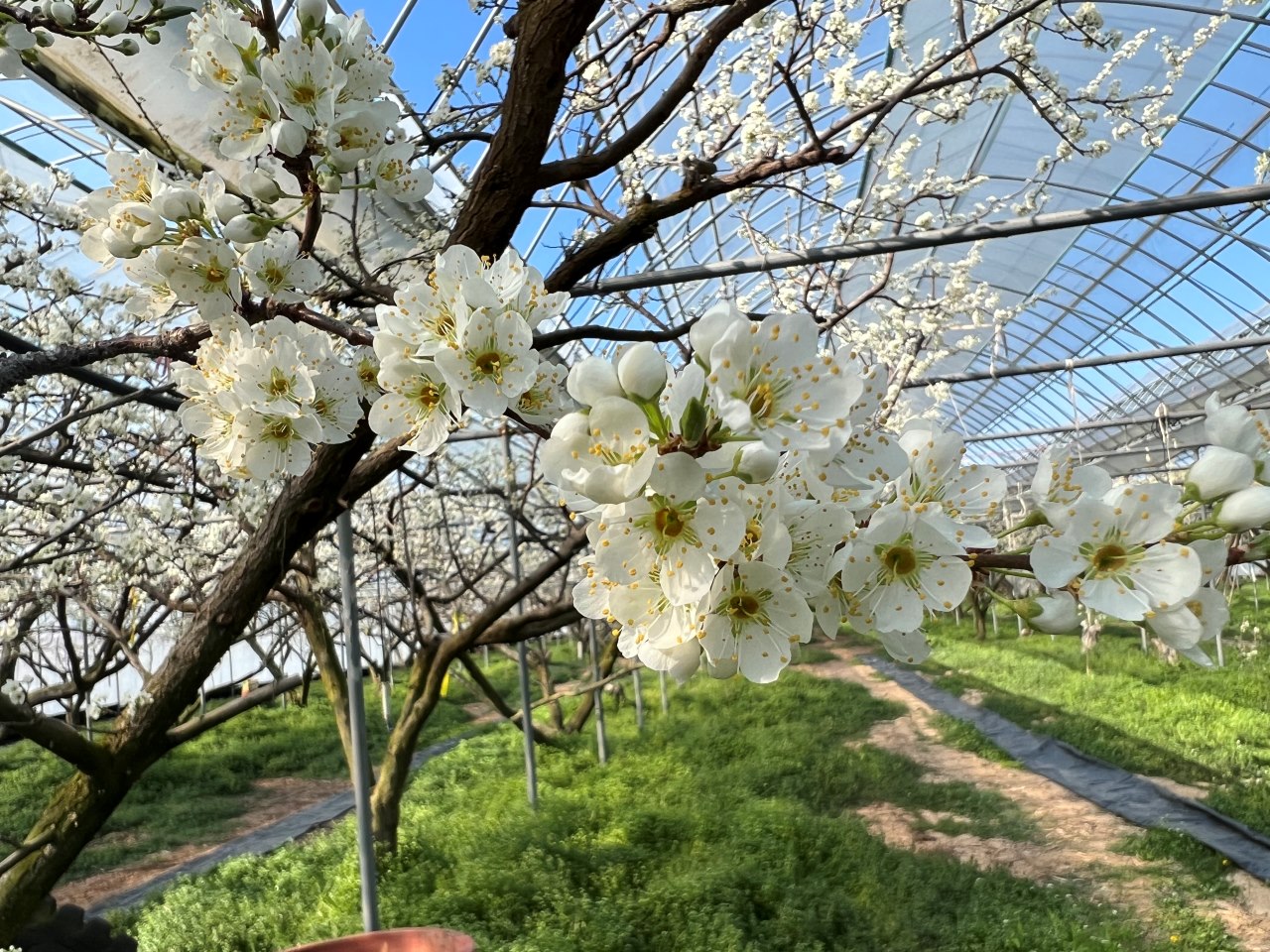 사진 제공 경북 김천시