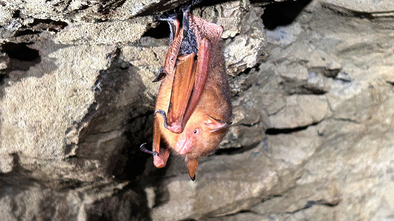 사진 제공 팔공산국립공원서부사무소