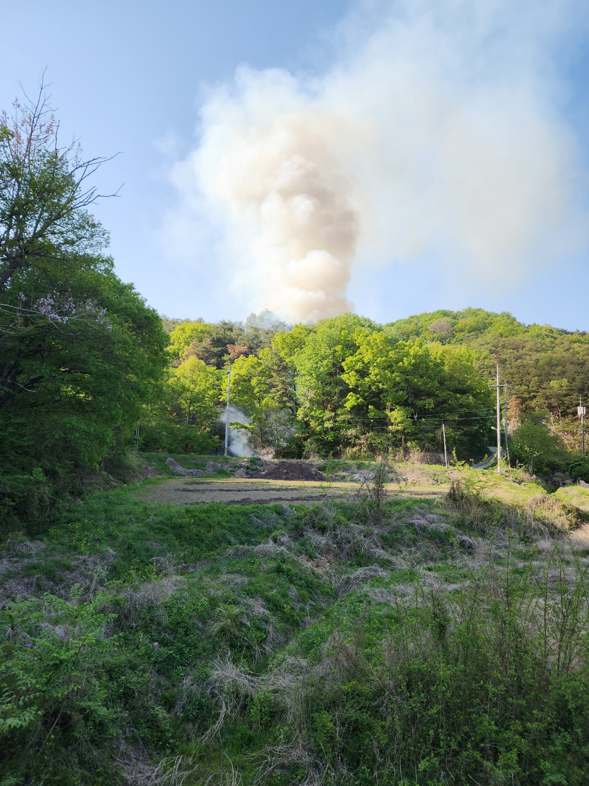 사진 제공 산림청