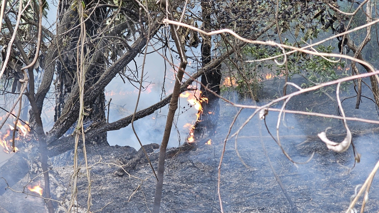 사진 제공 산림청